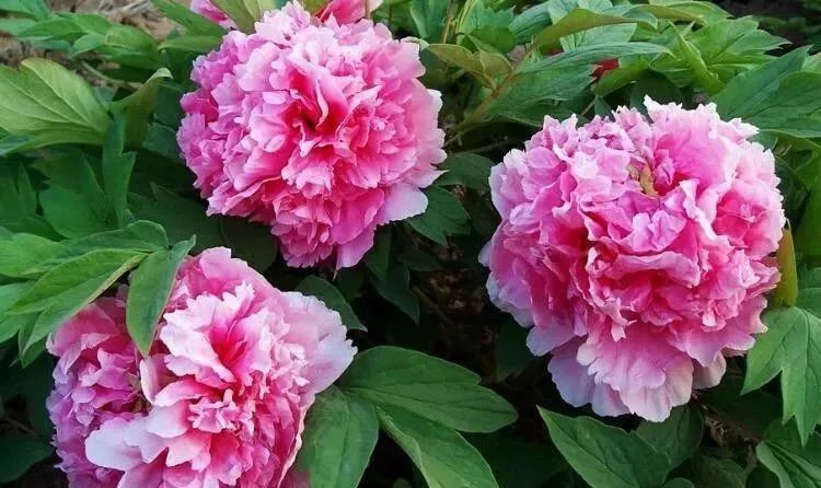 外媒眼中的“中国第一古都”！花开时节动京城 错过等一年