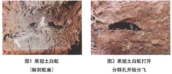 黑翅土白蚁表1 我国五大主要白蚁属及其南方代表性种类的危害特点