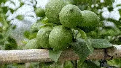 中国柠檬产业报告