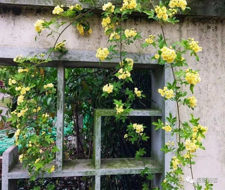 人间四月天,木香花如海