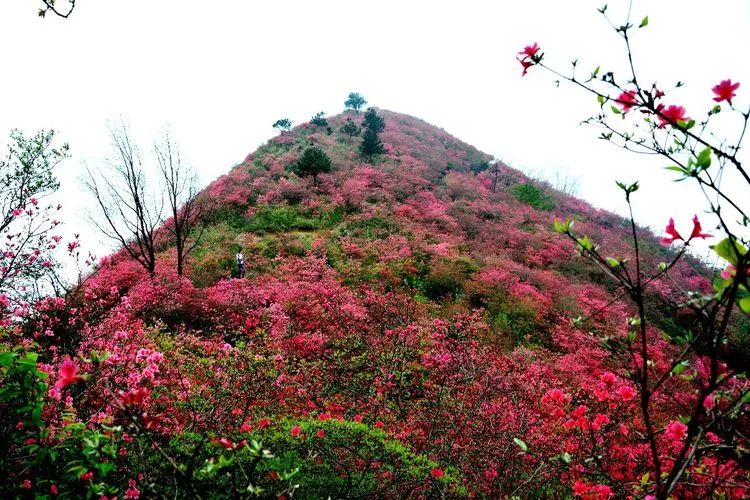 除了马鬃岭,黄狮寨,金寨这处映山红花海,美到让人窒息