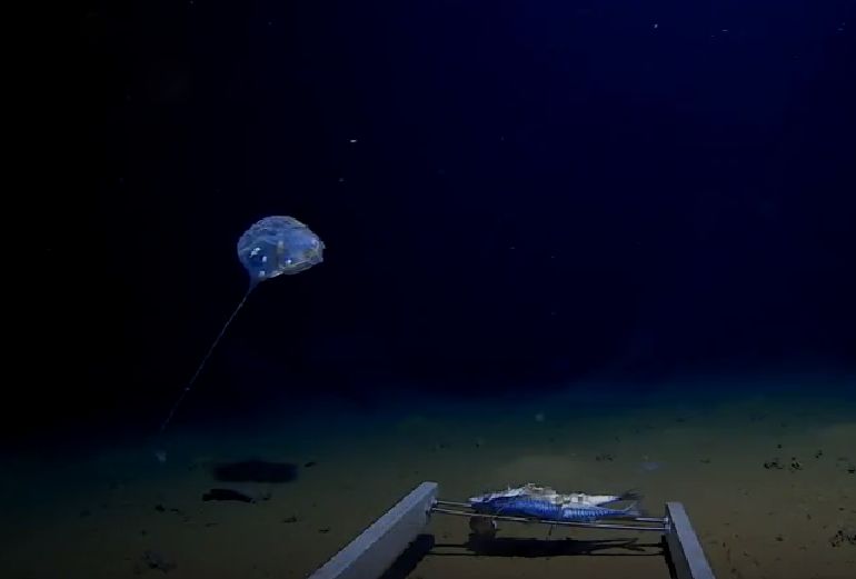 海底7000米,印度洋又有新发现,厉害了!