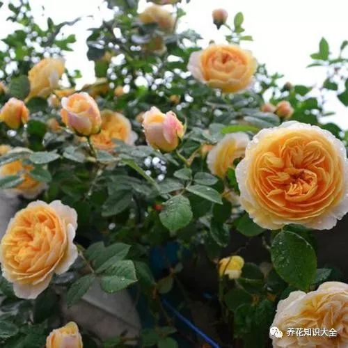 点击查看源网页