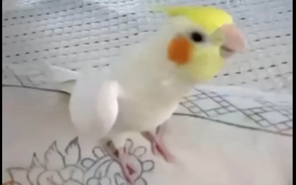 嘟～嘟嘟～!会跳舞的鹦鹉遇到嘟嘟歌,简直魔性