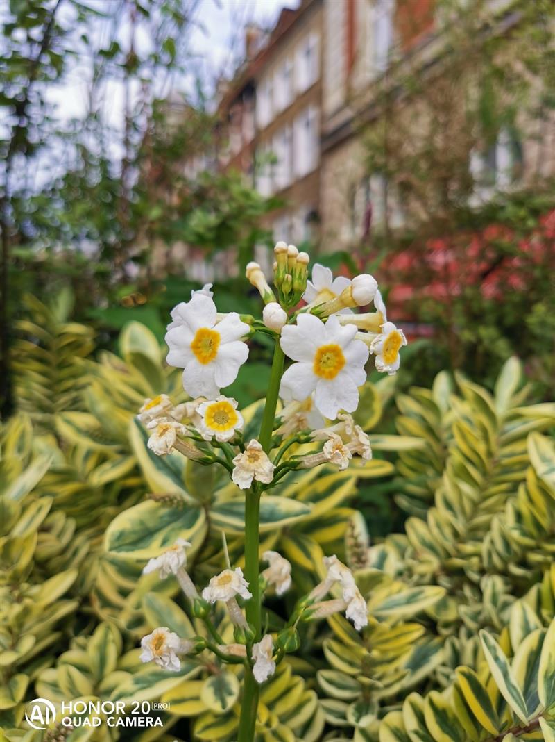 DxO全球第二！荣耀年度最强拍照旗舰荣耀20 PRO首发上手体验