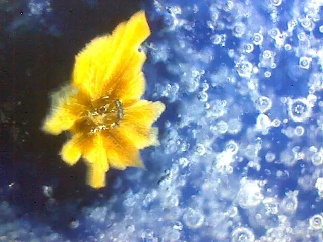 156、瓷器微观典型特征