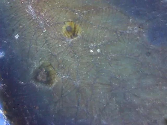 156、瓷器微观典型特征