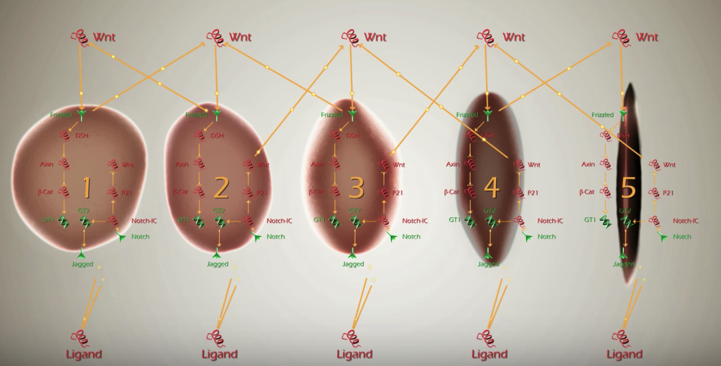 用BMA分析分子彼此作用 图:微软