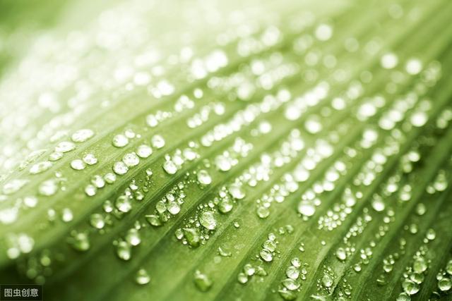 「肉禽养殖窍门」肉鸡饲养管理