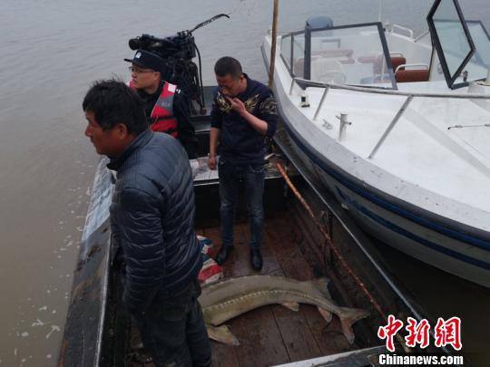 黑龙江渔民误捕 88 斤“活化石”——雌性达氏鳇