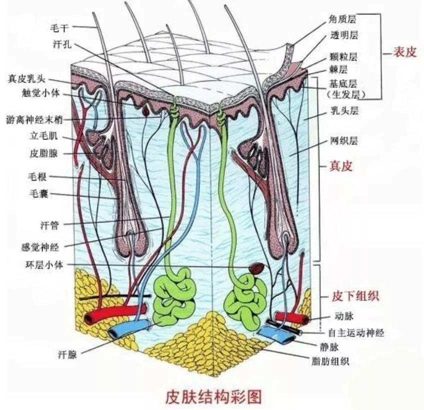 许久不营业的国民初恋，突然胖成球状白百何…
