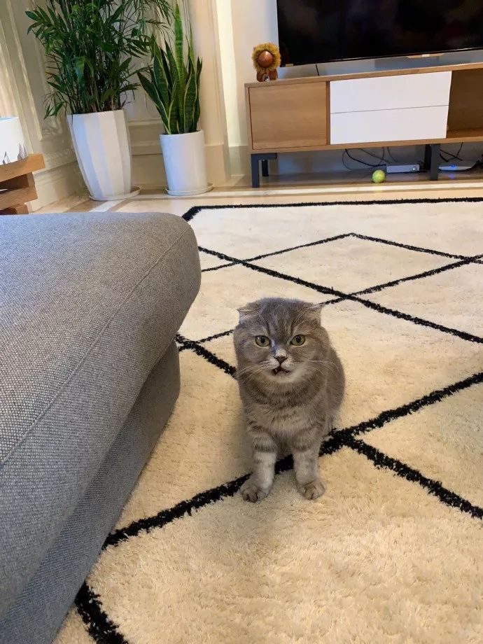 不养猫，你都不知道自己有多卑微 !