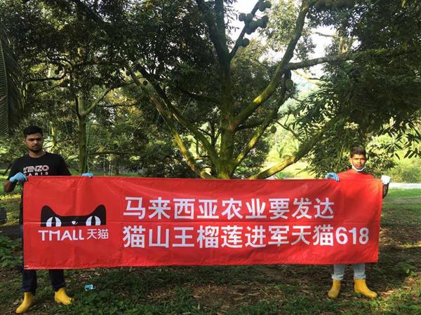 榴莲之王！马来西亚整颗猫山王首次入华：天猫618首发