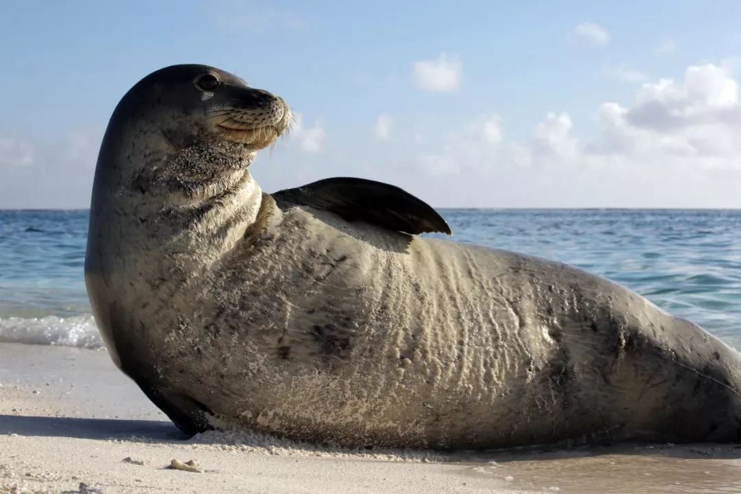 唯一全年生活在热带海域的海豹种类,在全球僧海豹家族中数量最多.