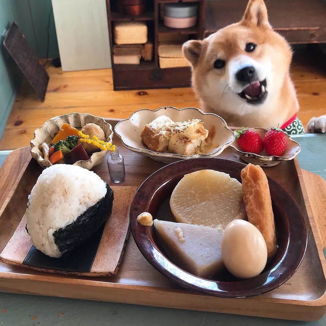 萌翻100w网友日本柴犬陪主人吃饭的照片火爆网络你贪吃样子让人哭笑不