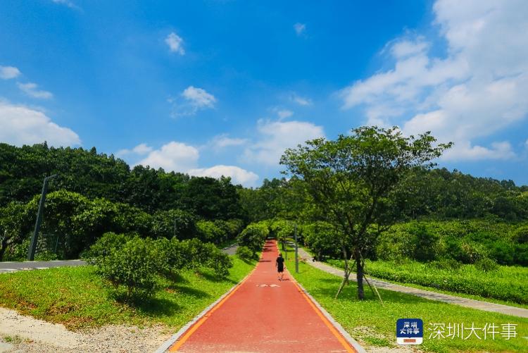 深圳淘金山绿道改建工程初验完成,7月开通试运行