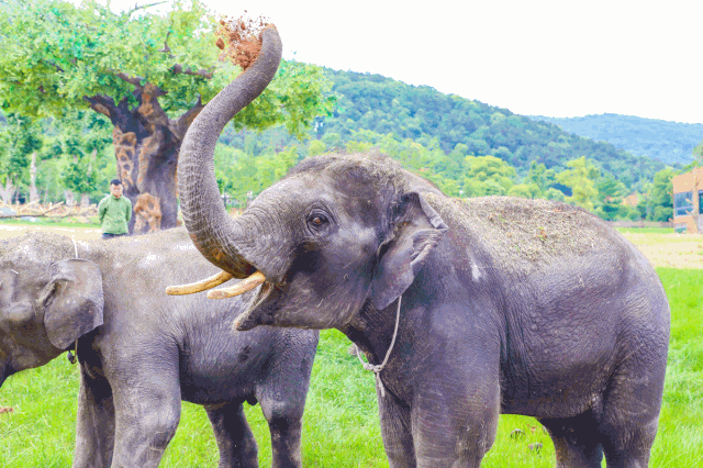 壁纸 大象 动物 640_426 gif 动态图 动图