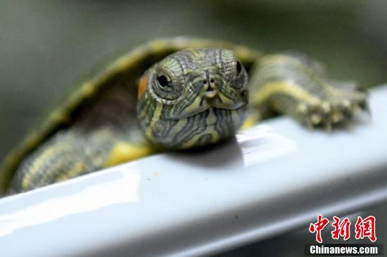 马来西亚海关查获一批走私红耳龟