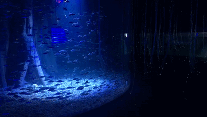 2019海豚音乐节和大海一起听 2019海豚音乐节和大海一起听