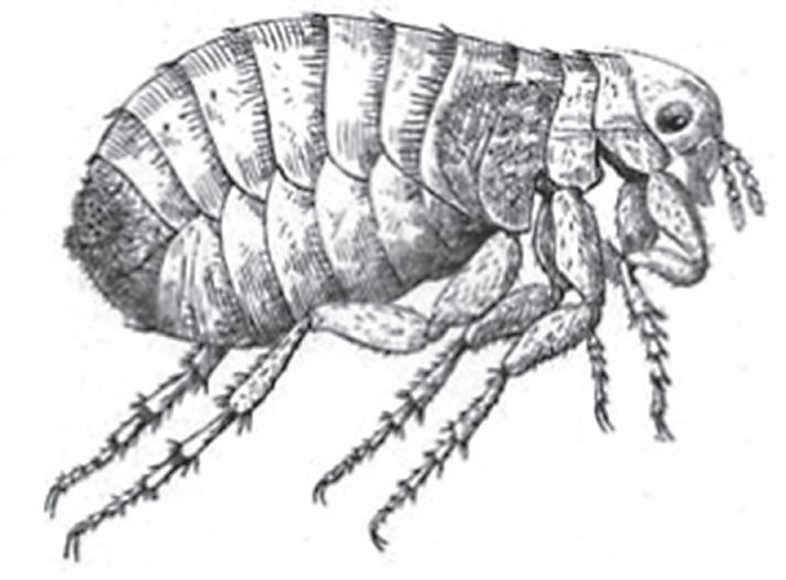 人蚤 pulex irritans