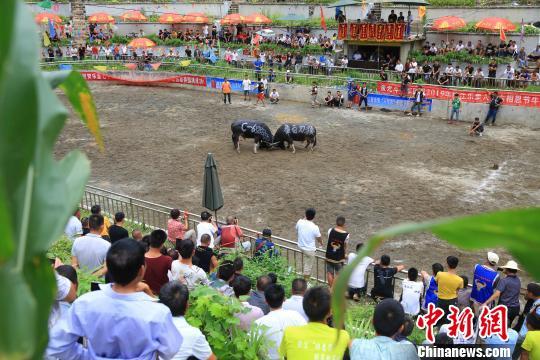 7月5日,在贵州省榕江县乐里镇斗牛场,救牛队员在捉牛 李长华 摄