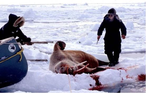 格陵兰岛:世界第一大岛为何属于丹麦?