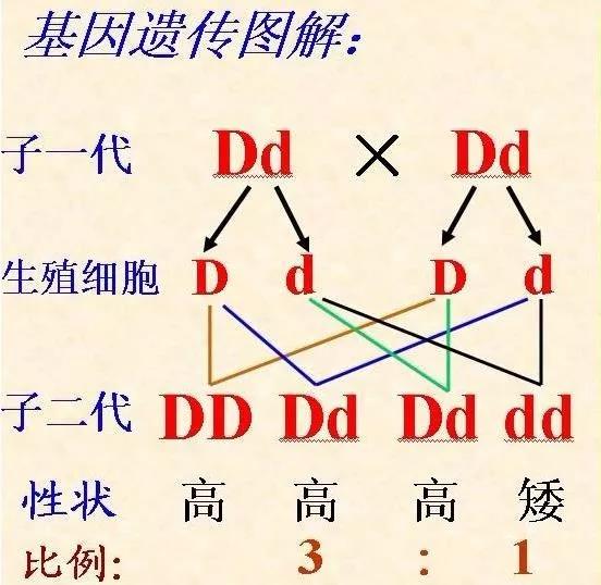 盛景基因:父母哪些基因会100%遗传给孩子,你的宝宝中招了吗?