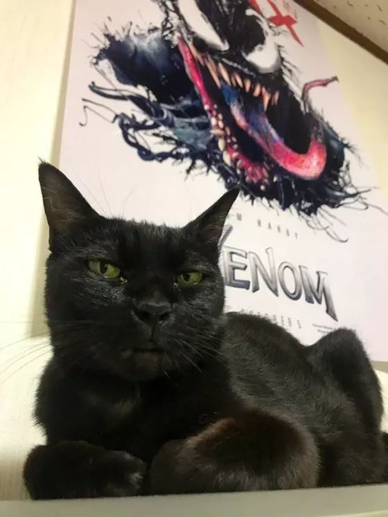 主人趁黑猫打哈欠时跟毒液海报一起合影就是后面的表情太搞笑了