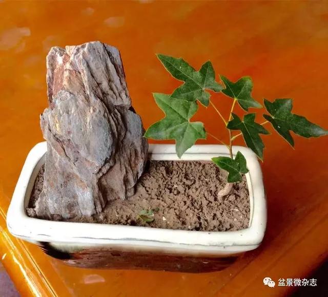「盆景万象」新颖的小盆栽