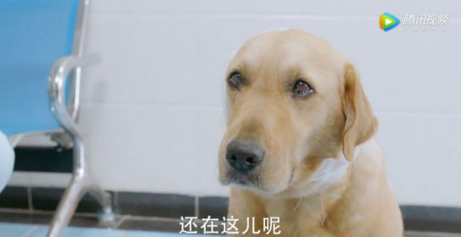 看到哭花妆，《神犬小七3》地震救援太感人了吧！