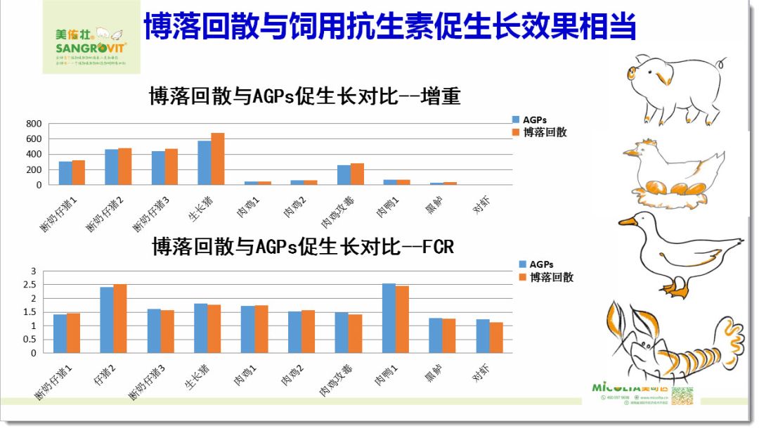 禽替抗产品组合方案 白羽肉鸡应用泄果