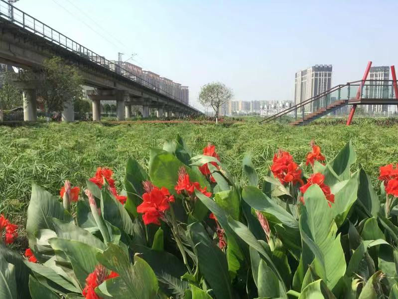 成都高新区推广“中水+湿地”模式 加快建设美丽宜居公园城市