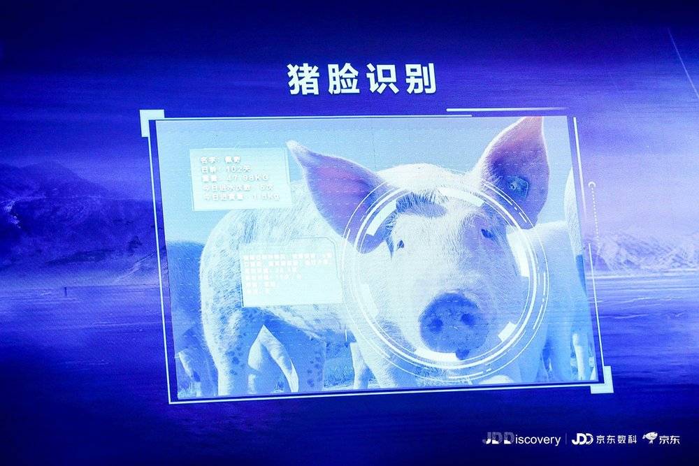  确认过你的脸，你是猪