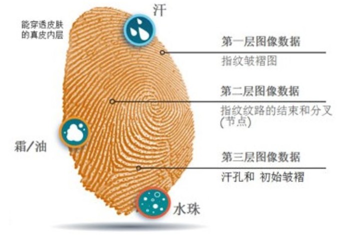 科普一分钟 |都是屏下指纹，三大方案有啥不同？