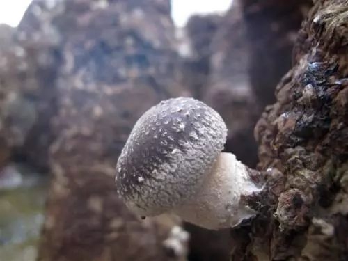吴佩慈庆生全场撒松露，她脑子啥时候能正常点？