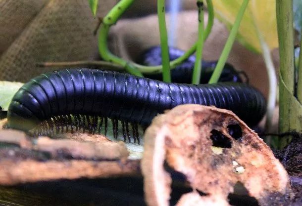 20种无处不在又超级恐怖的昆虫！慎入！！