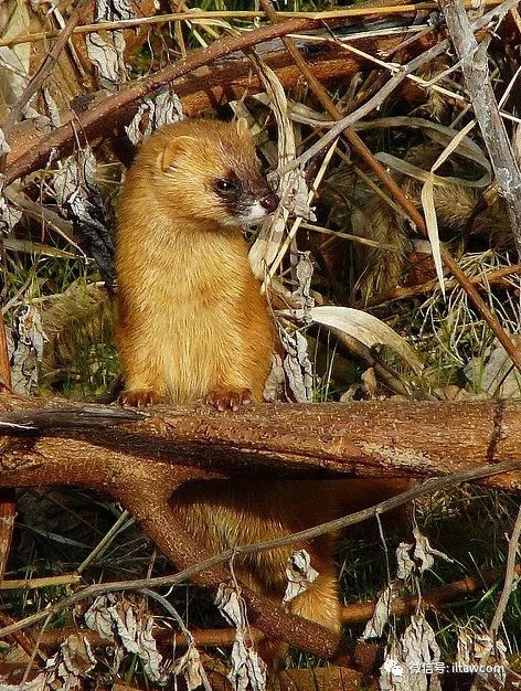 黄鼠狼是什么动物,这个名字是由何而来呢?