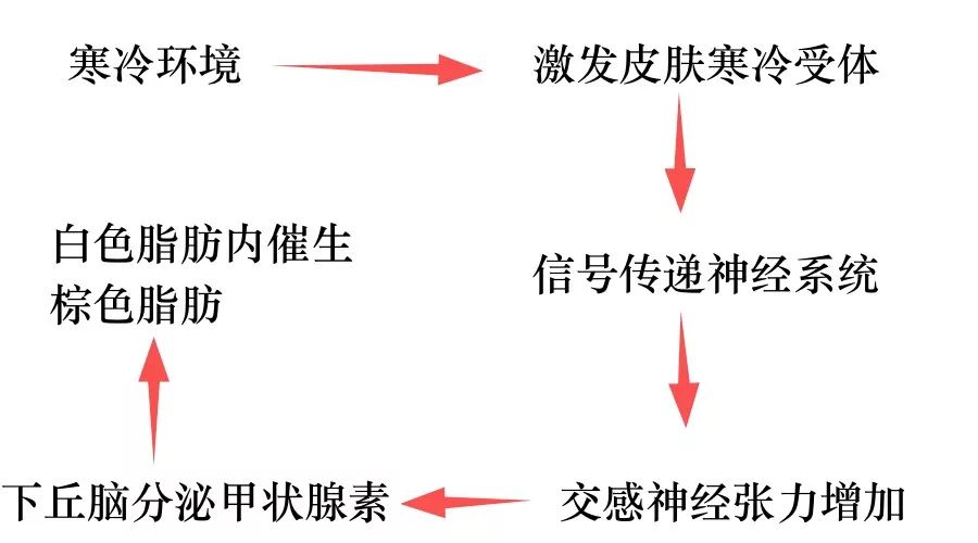 收手吧！李湘把自己裹成女版高晓松，不知道穿得越厚减肥越难？
