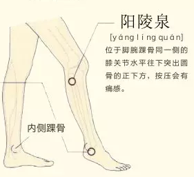 阳陵泉:在小腿外侧,当腓骨头前下方凹陷处.