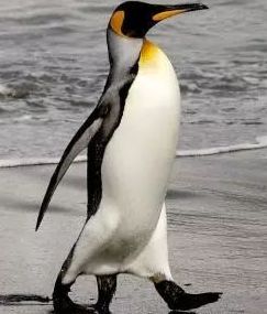 她们的18岁成人礼：一批新鼻子