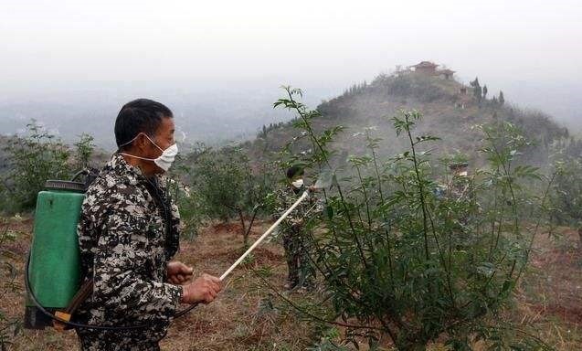 花椒病害.jpg