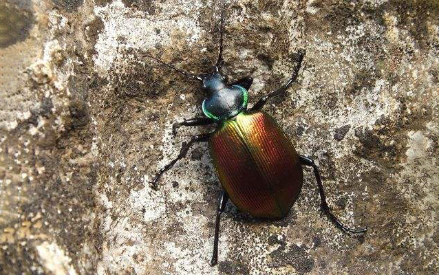 圣甲虫的爱好是什么样的?