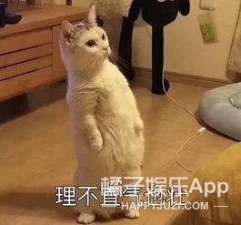饭圈四六级考试来了，这次你能过吗？