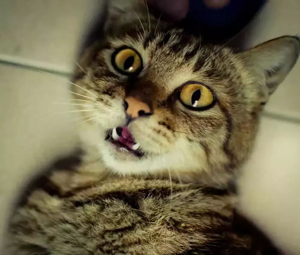 2018年度十大网络用语发布；王小川评张一鸣与张小龙；2018年中国游戏收入超两千亿元 | 猬报