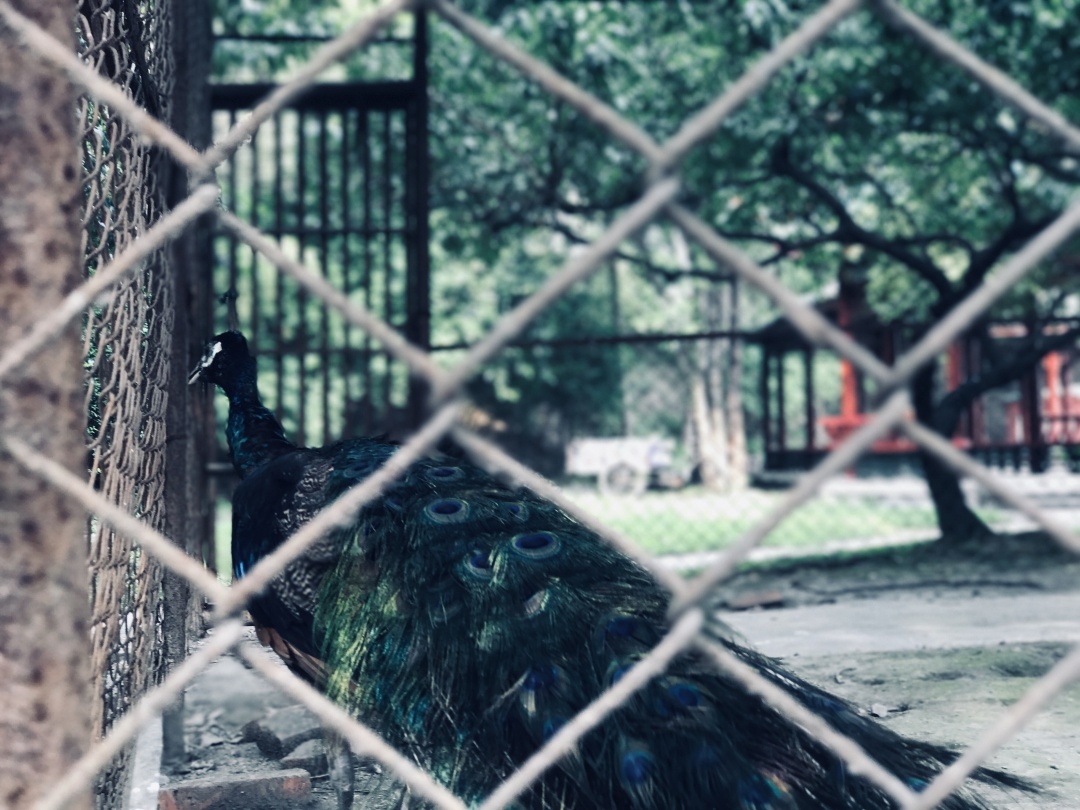 这一年,我用300万步串起了这些街巷,菜市,场镇,博物馆