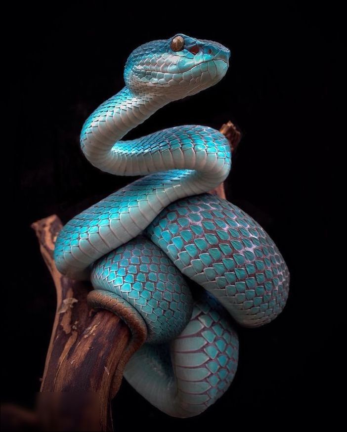 苹果官方Instagram评出2018年 9 张最受喜爱的照片