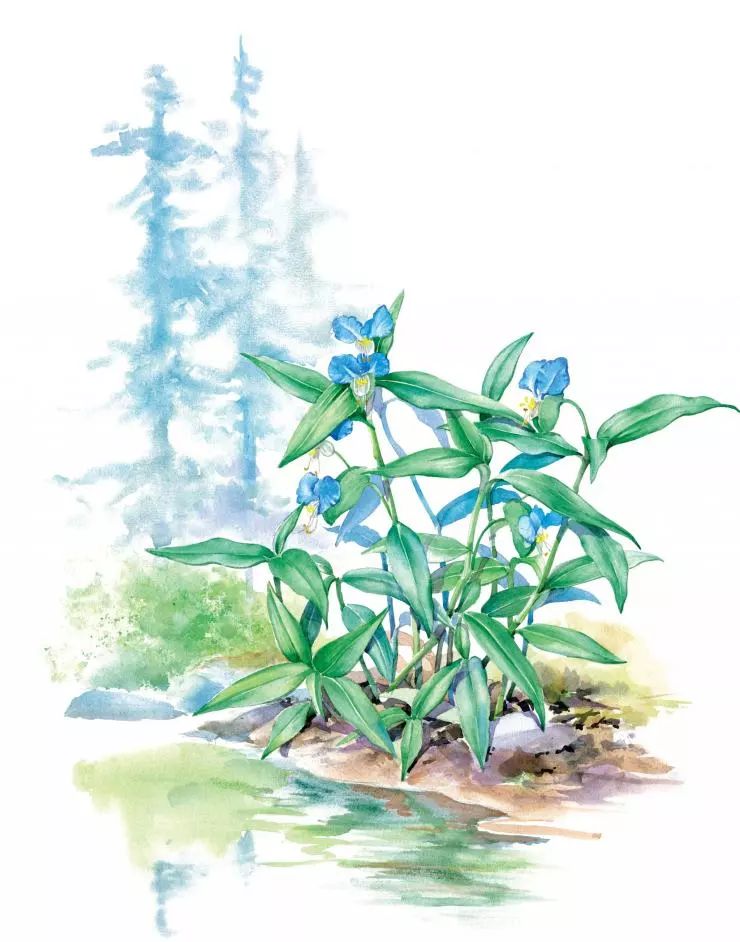 70种药用植物手绘图赏析,看看你认识几个