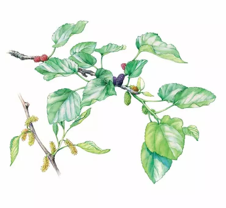 70种药用植物手绘图赏析,看看你认识几个