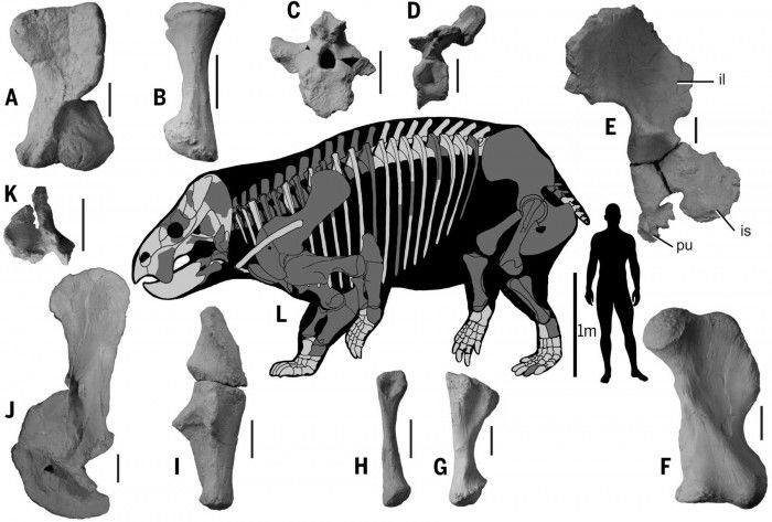 科学家在波兰发现大象般大小的原始哺乳动物