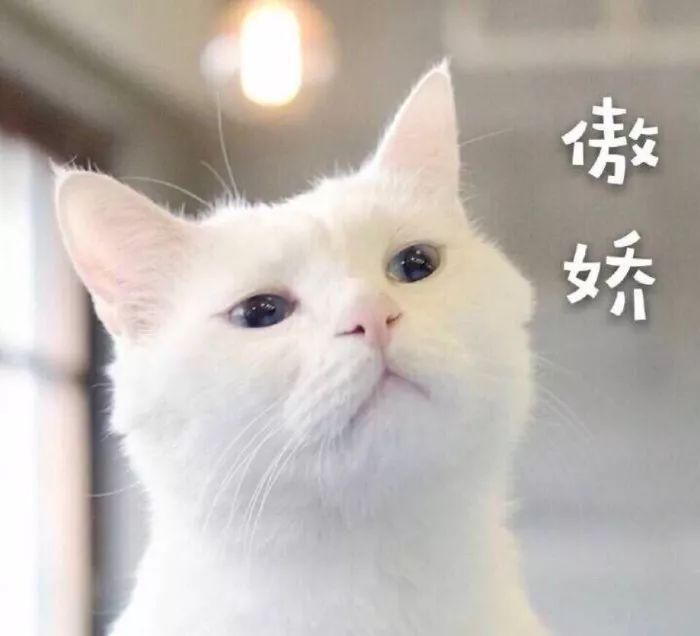 现在的车都能上天了？